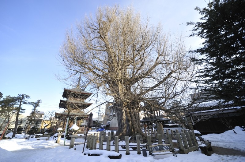あまりにも有名な飛騨国分寺は高山駅から北東に徒歩10分たらずで着きます。２Km程にあります。 境内で一番目立つ樹で夏には幹が見えなくなるほど葉をつけるそうです。
