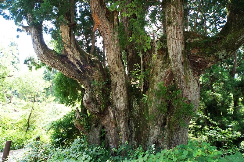 別名、立山杉。富山の県木です。 2004年頃にその存在が発表されましたが、立山から美女平にも同様の杉群があり、調査が進めばもっと大きな木が見つかるかも？