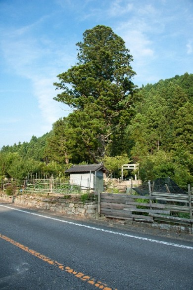 岡崎市の本宿から北へ行った所の諏訪神社にあります。 県道沿いにあり、遠くから目立って見えます。