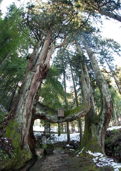 鳥居のように延びた大杉。 左右二本の木で形作られており、別名「夫婦杉」とも呼ばれています。