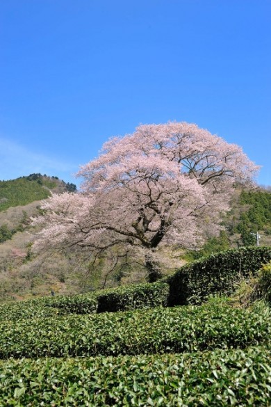 一面の茶畑にスックとたつ一本桜。 おもわず、唸ります。