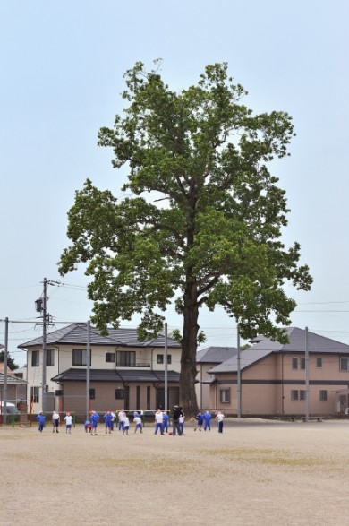 ユリノキってどんな木？ はじめて聞く名で興味がわいたのです。 そして鈴鹿市の小学校に在るとわかり、さっそく訪ねました。