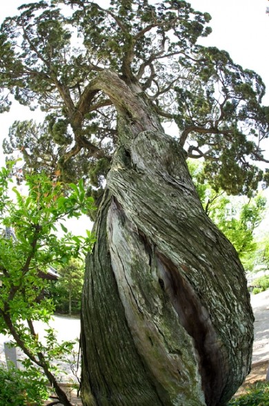 このネジネジの木。どこかで見覚えが・・・ 静岡県の大瀬崎にあったビャクシンです。 調べてみると、二つは同じ木でした。 初めて知りました。 共に生命力抜群のオーラが出ています。
