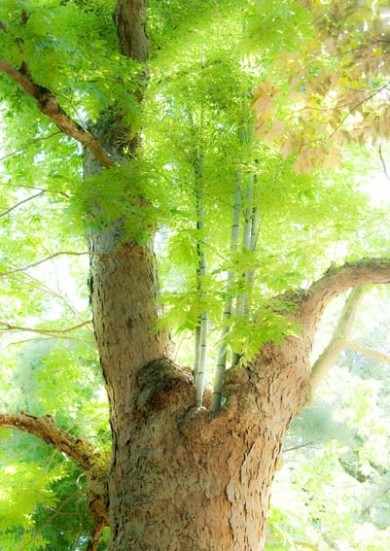 ムクロジの幹を貫通して「竹」が育っています。 互いの生命力と共存に驚きです。