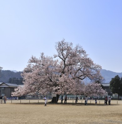 味真野小学校の校庭に咲く桜です。 訪れた時は日曜日で野球大会があり、校門は解放されていました。 学校の敷地なのでそれなりの配慮を心がけて下さい。 桜を中心に２面にわかれて試合をし、父兄のみなさんと選手が桜をバックに記念写真を撮ったり、楽しそうでした。