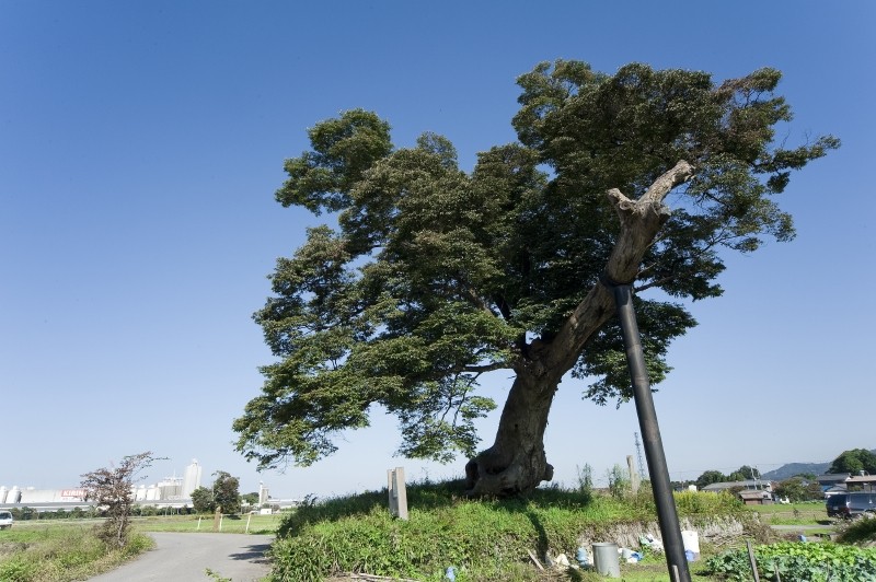 多賀大社の御神木ですが、境内ではなく直線距離で西600m程の田園にあります。 上の写真は「男飯盛木・おとこいいもりぎ」で、左下に小さく写っているのが「女飯盛木・おんないいもりぎ」です。