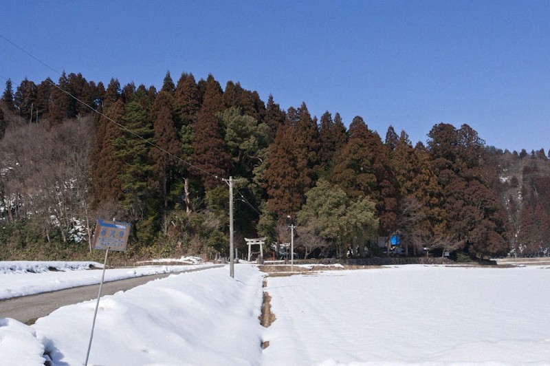 森の右端にあるのが「大杉」です。 白山神社はこの地方に多くあり、間違えてしまいそうです。