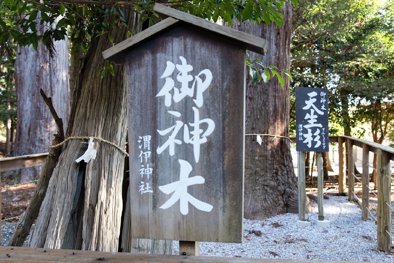 奥に見える「天生杉」が新しい御神木、「静岡県神社廰」の表示もありました。 両樹にお札とあるのは、、、二本とも御神木でしょうか？