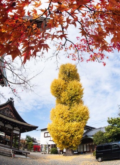 樹高が24m程あり、県内でも他に例をみない巨木です。 琵琶湖を行き交う船からの目標樹とされていたそうです。