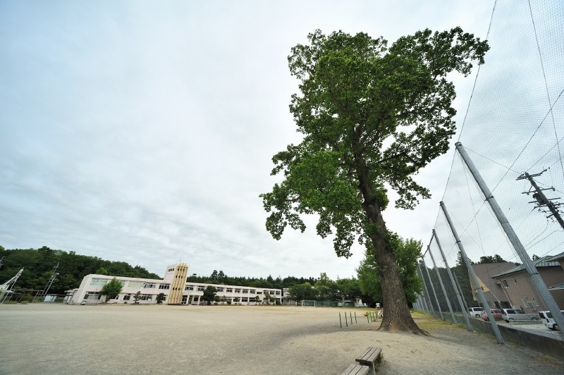 校長先生の許可をいただき、鈴鹿インターからさほど遠くない学校を訪問しました。 校庭のスミに大木が・・・これが、そう！？ そうでした！！
