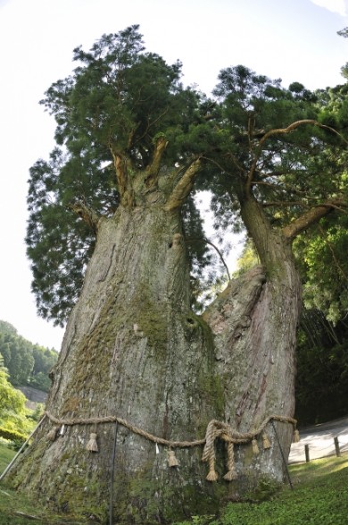 二本の幹が合体したようにも見えるが、 じつは根元は同じです。 大杉は森林にある場合が多く、このよう に全体が見渡せるのは貴重です。