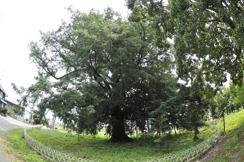 日本の三大カヤのひとつだそうです。 カヤの古木は大きくなるが姿がイマイチ、という樹が多いがこのカヤは中々です。