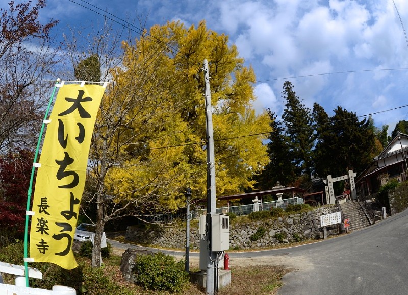 この黄色いのぼりが、県道から続いていました。 迷う心配皆無！ 今年（2014年）の「大いちょうまつり」は１１月１６日です。