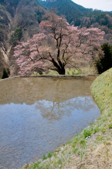 お天気に恵まれ清々しい空気と優しい桜に時間を忘れました。 「水鏡」になるように、わざわざ田圃に水を張っているようです。