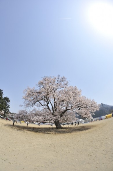 逆方向から見た桜。 どちらから見ても美しい姿。