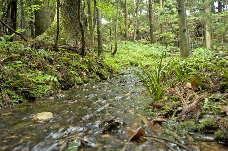 瀧の水はせせらぎから、小川になってコケの森へと旅立ちます。