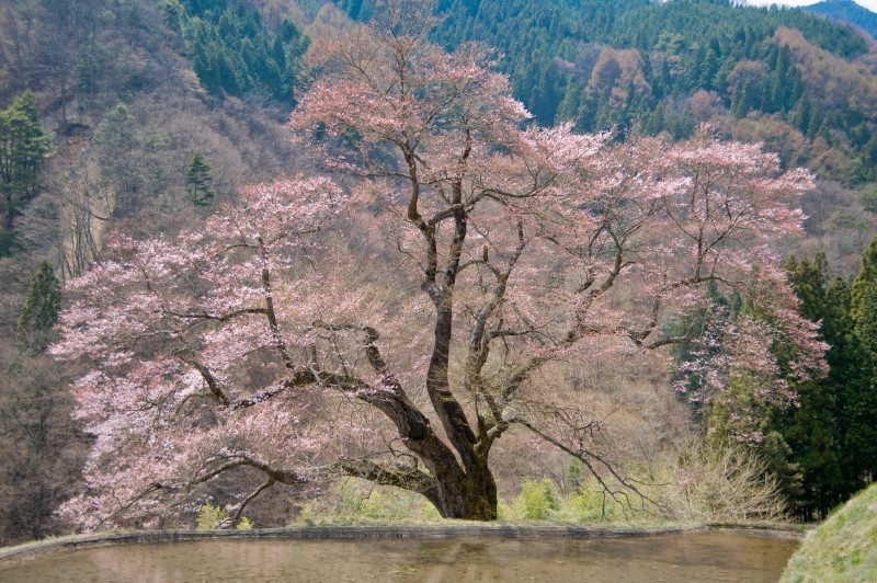 台風で枝の一部が折れたようですが、それでも美しい綺麗な桜です。 夜間にはライトアップされます。