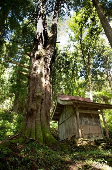 大杉から苔むした階段を登った先の「飯盛杉」と「岩屋稲荷神社」。