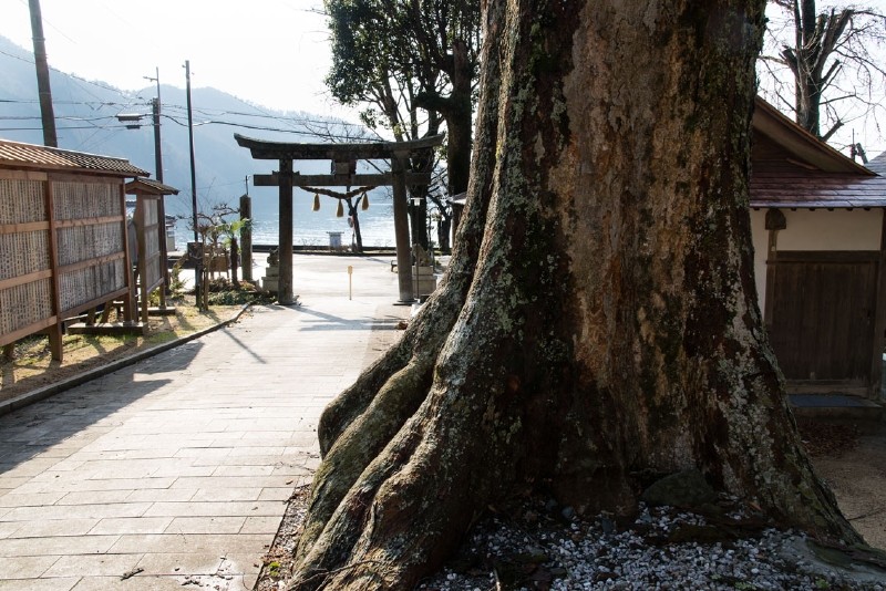 根元は土が少ないのですが、ドッシリと太い幹で集落と琵琶湖を見守っているようです。