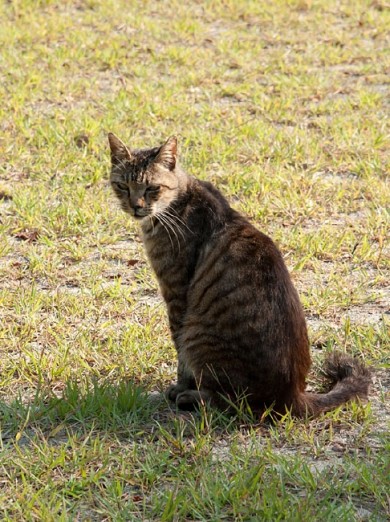 樹の手前にある芝生広場にいた猫。 この公園では、よく猫を見ました。 人や犬の散歩やら自転車の子供も。