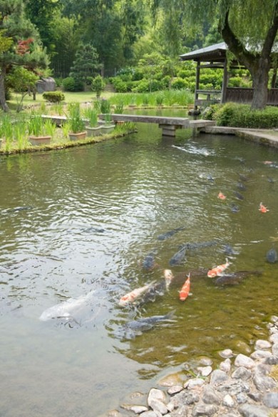 瓜割名水公園。 季節には、たくさんのアジサイが目を楽しませてくれます。 鯉は人に慣れているのか、近づくとものすごい勢いで集まってきます。エサ目当てですね？