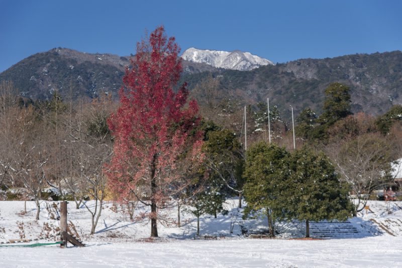 珍しい１月の積雪と残っていた紅葉。